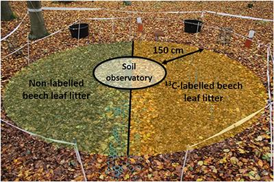 Microbial Utilisation of Aboveground Litter-Derived Organic Carbon Within a Sandy Dystric Cambisol Profile
